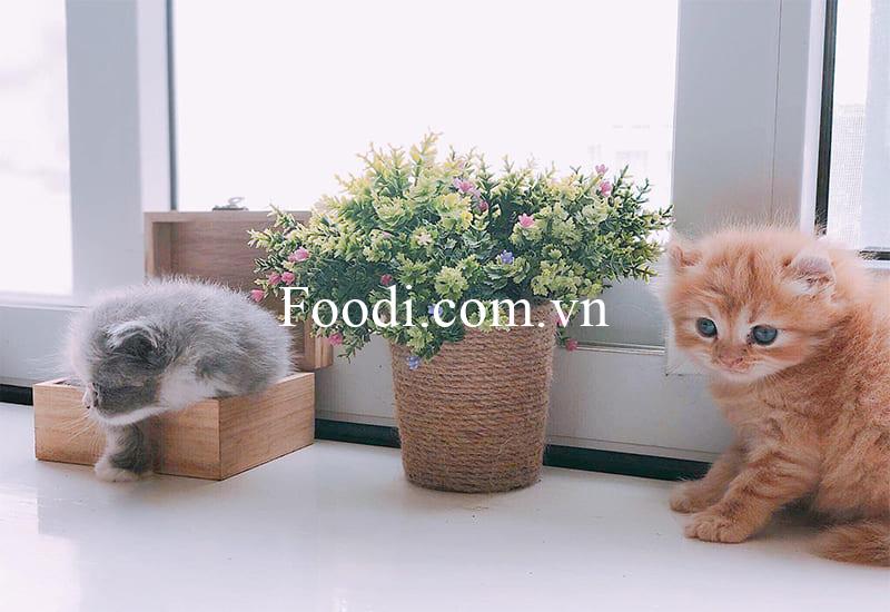 Top 10 Quán cafe chó Đà Lạt - cà phê mèo Đà Lạt view đẹp cực xịnh xò